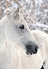 Lusitano horse pictured during a winter snowfall