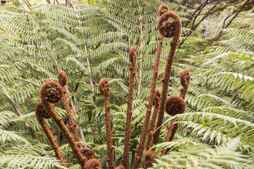 cluster of koru fronds