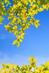 green leaves  on blue sky