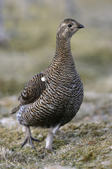 Black grouse, Tetrao tetrix