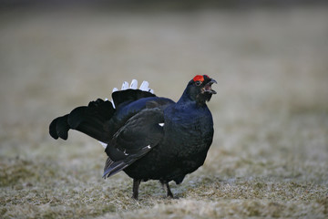 Black grouse, Tetrao tetrix