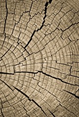 Fototapeta premium Cross section of tree trunk showing growth rings