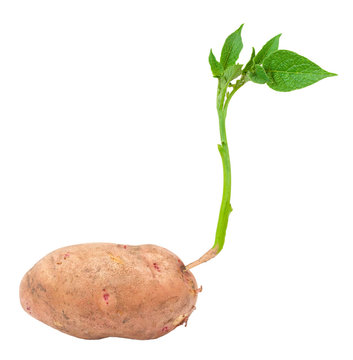 Young Potato Sprout
