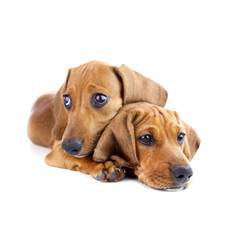 Dogs /  Two cute Dachshund Puppies / Isolated