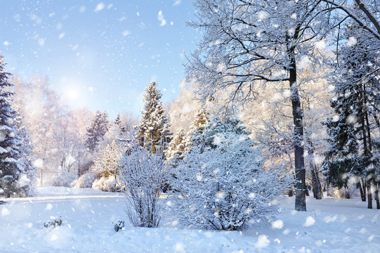 Fototapeta Beautiful winter landscape