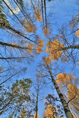Fototapeta premium fall birches on blue sky background