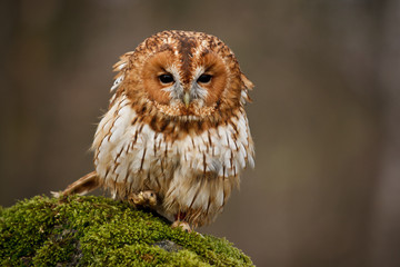 Tawny owl