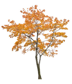 bright isolated orange maple tree