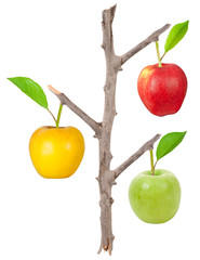 Dry branch with apples