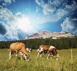 Fototapeta na wymiar Grazing cows on Dolomites Mountains near Cortina d'Ampezzo