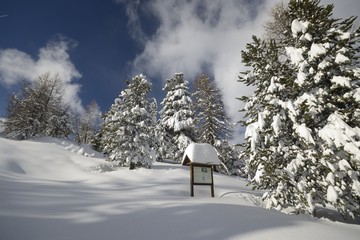 Forest of larch trees covered by thick snow