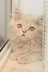 little Persian kitten