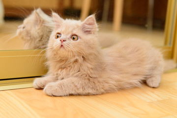 Obraz premium fluffy Persian kitten