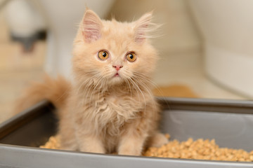 fluffy Persian kitten