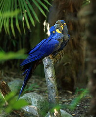 couple de aras hyacinthe perchés