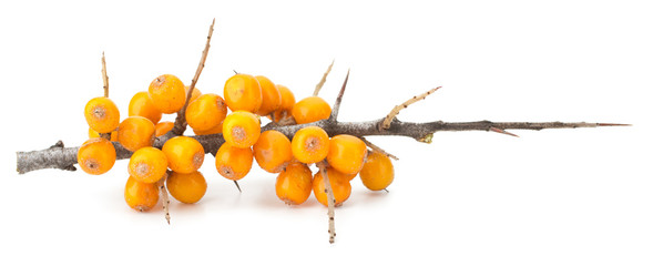 sea buckthorn isolated on the white background