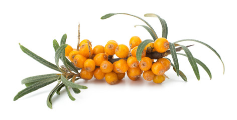 sea buckthorn isolated on the white background