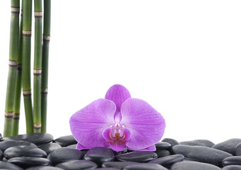 Spa concept-pink orchid and three bamboo grove