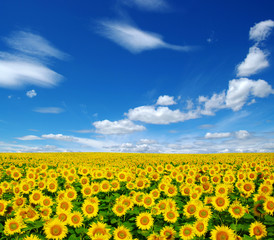 Fototapeta premium sunflowers