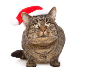 Gray cat with christmas cap .