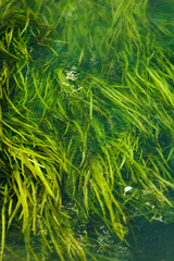 Algae in the river