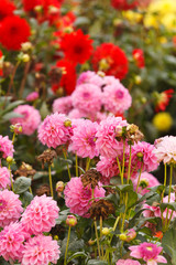 Colorful dahlia flower