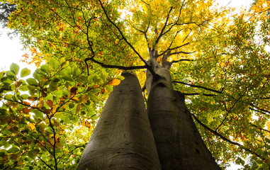Low angle view of large trees