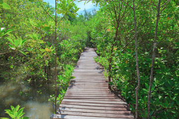Wooden Bridge In Mangrove Forest