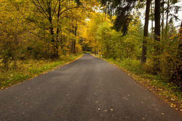 Fototapeta premium Country road along trees in the lush forest