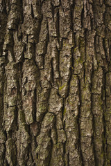 Brown rough bark