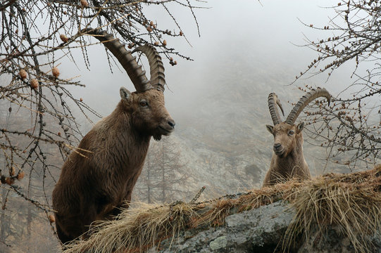 stambecco  Capra ibex