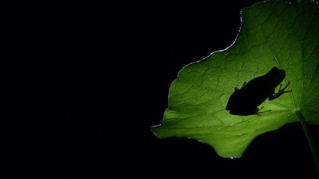ranita meridional en la noche