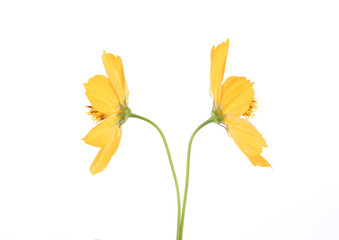 marigold flower on white background