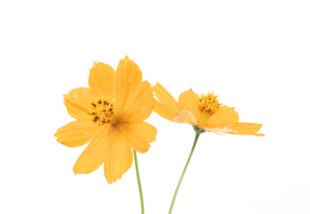 marigold flower on white background