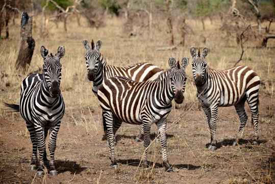 4 zebras looking at me