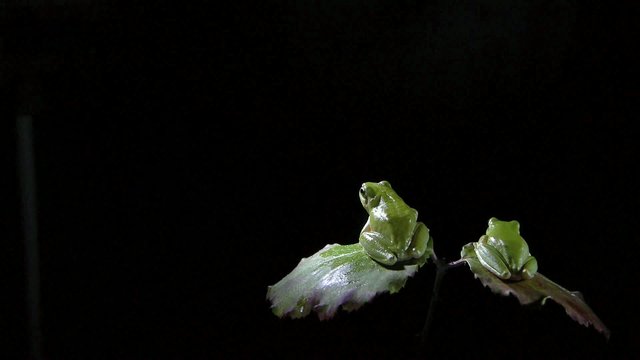ranita meridional en la noche