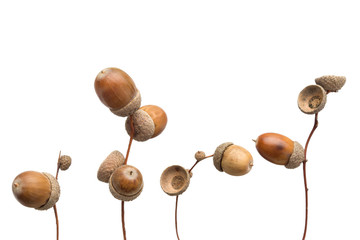 Autumn - Acorns - in a Row - Isolated on White Background