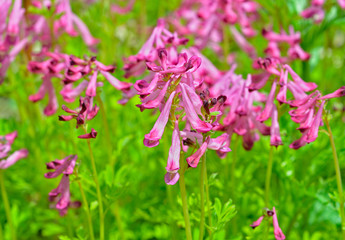 Flowers of birthwort (Corydalis buschii) 4