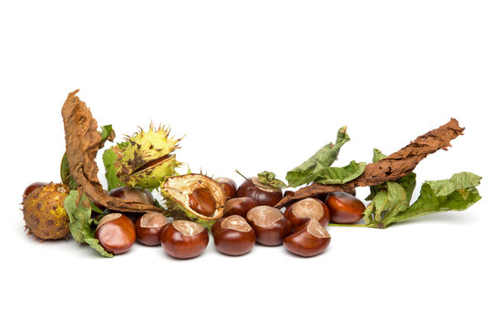 Autumn - Chestnuts - Border with Leaves, Isolated on White