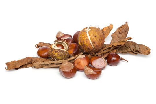 Autumn - Chestnuts - Still-Life with Leaves, on White Background