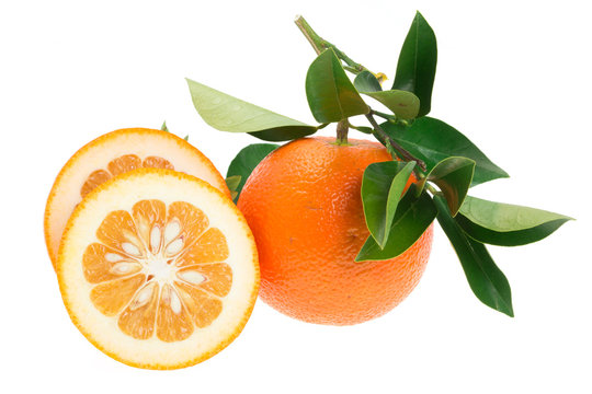 Daidai, Asian variety of bitter orange