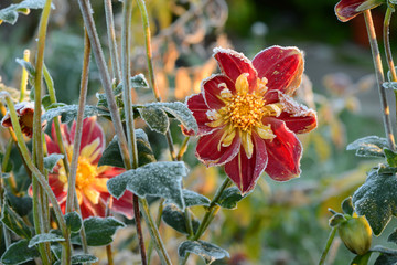Blumen 283