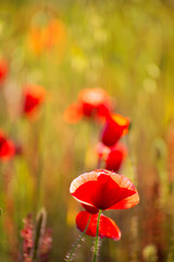 Fototapeta premium Poppies Poppy red flowers in Menorca spring fields