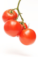 Tomato, vegetable on the branch and on a white background