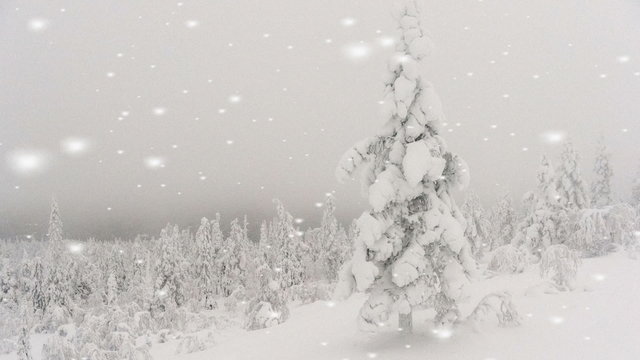 Snowflakes falling on a winter wonderland