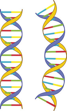 DNA-Doppelhelix  - Modell
