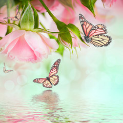 Obrazy  Piękne róże i motyl, kwiat, kwiatowy tło