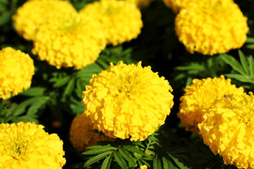 Marigold  flowers  blooming  on  bright  sunny  day