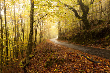 Fototapeta premium Autumn landscape at the forest