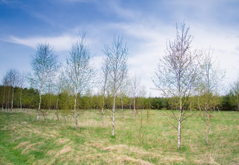 field landscape